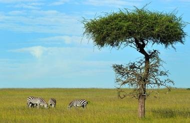 Masai 2
