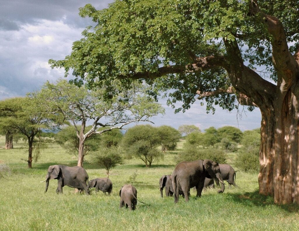 canva-elephants-in-tanzania-MADQ5NsWb6U