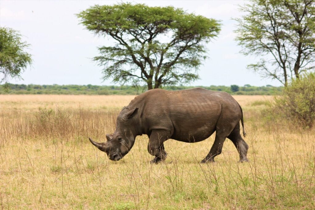 canva-rhinoceros-on-grass-field-MAEIllK0fkw