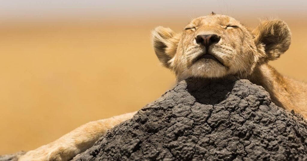 SERENGETİ small