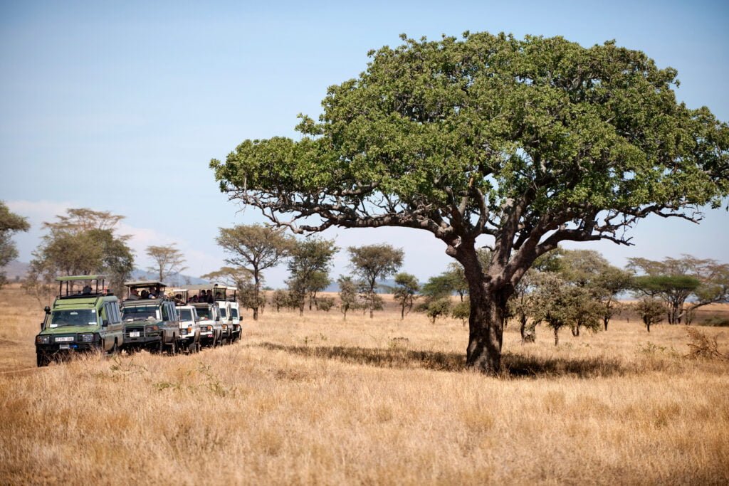 Vehicles on safari in Serengeti National Park, Serengeti, Tanzania, Africa