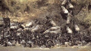 Mara Wildebeast Crossing1