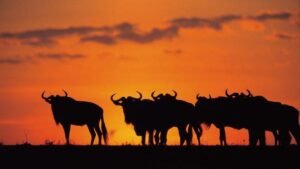 Mara Wildebeast Sunset1