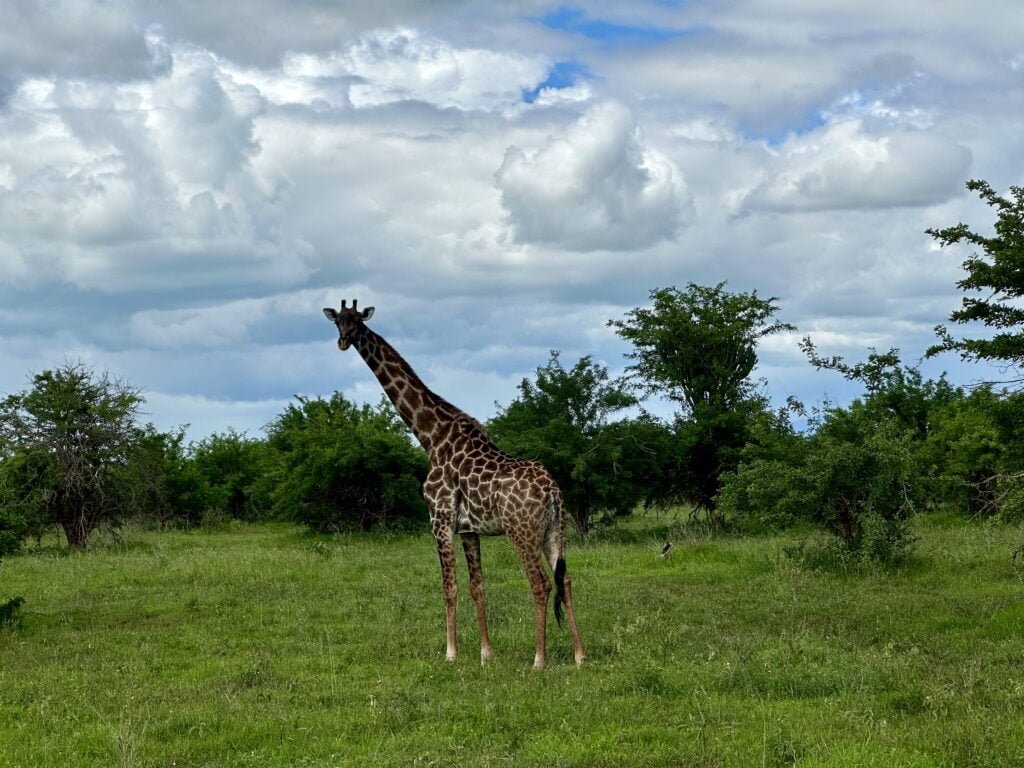 Tarangire