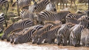 Zebra1