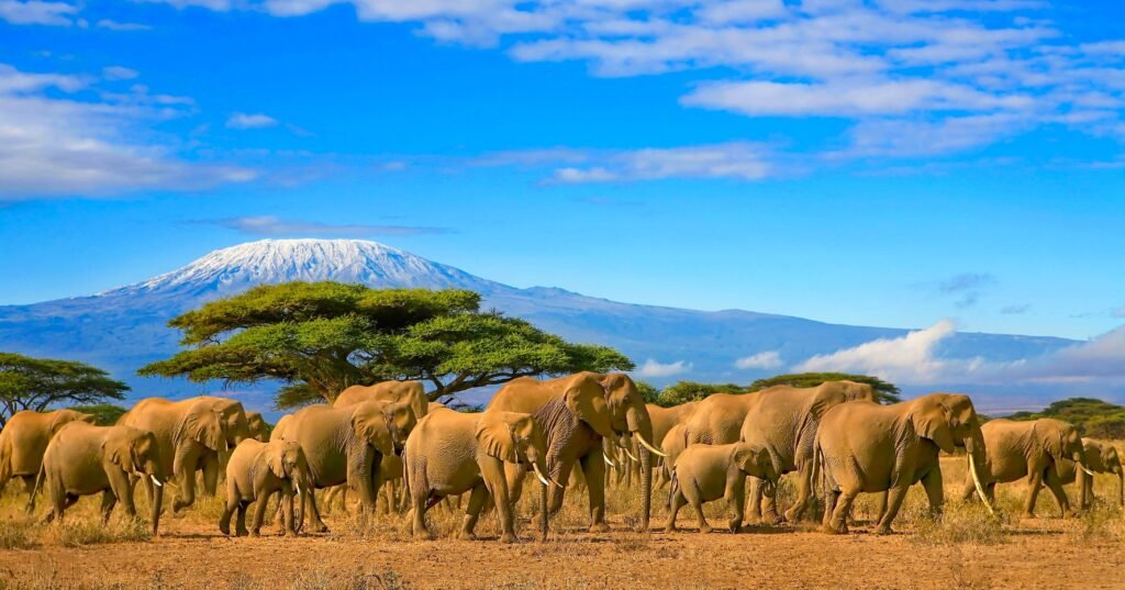 Amboseli