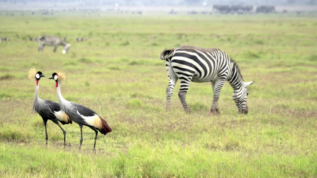 amboseli_national_park-istock-639173392