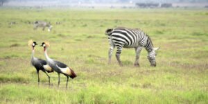 amboseli_national_park-istock-639173392