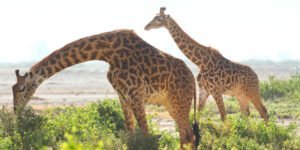 amboseli_national_park-shutterstock-499021750