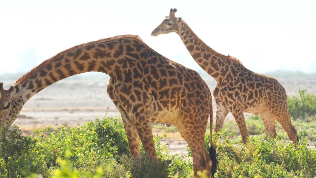 amboseli_national_park-shutterstock-499021750