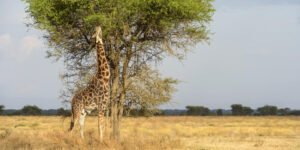 karatu-istock-1369725164