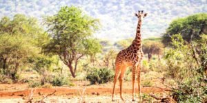 kimana_-eunikasopotnicka-_istock-684092834