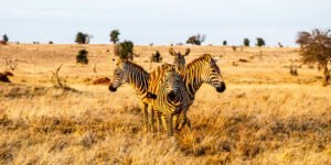 kimana_-roman_schwarze-_istock-1133522601