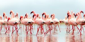kimana_-yuliia_lakeienko-_istock-1189286631