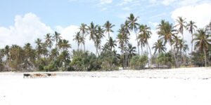 kiwengwa-istock-680878368
