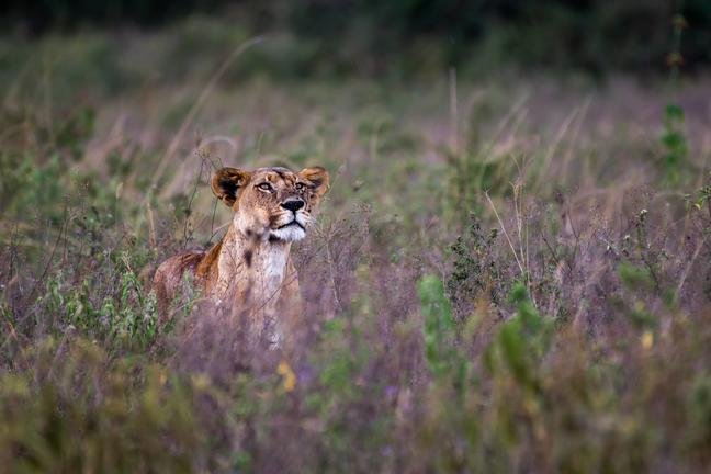 lake_nakuru_16th_october_2018__alisa_bowen_2_of_2