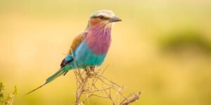 mara_north_conservancy-shutterstock-1206571732