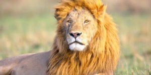 mara_north_conservancy-shutterstock-213078307