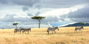 mara_north_conservancy-shutterstock-790974076