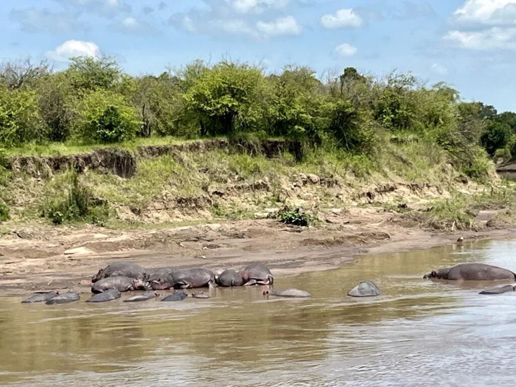 masaimara