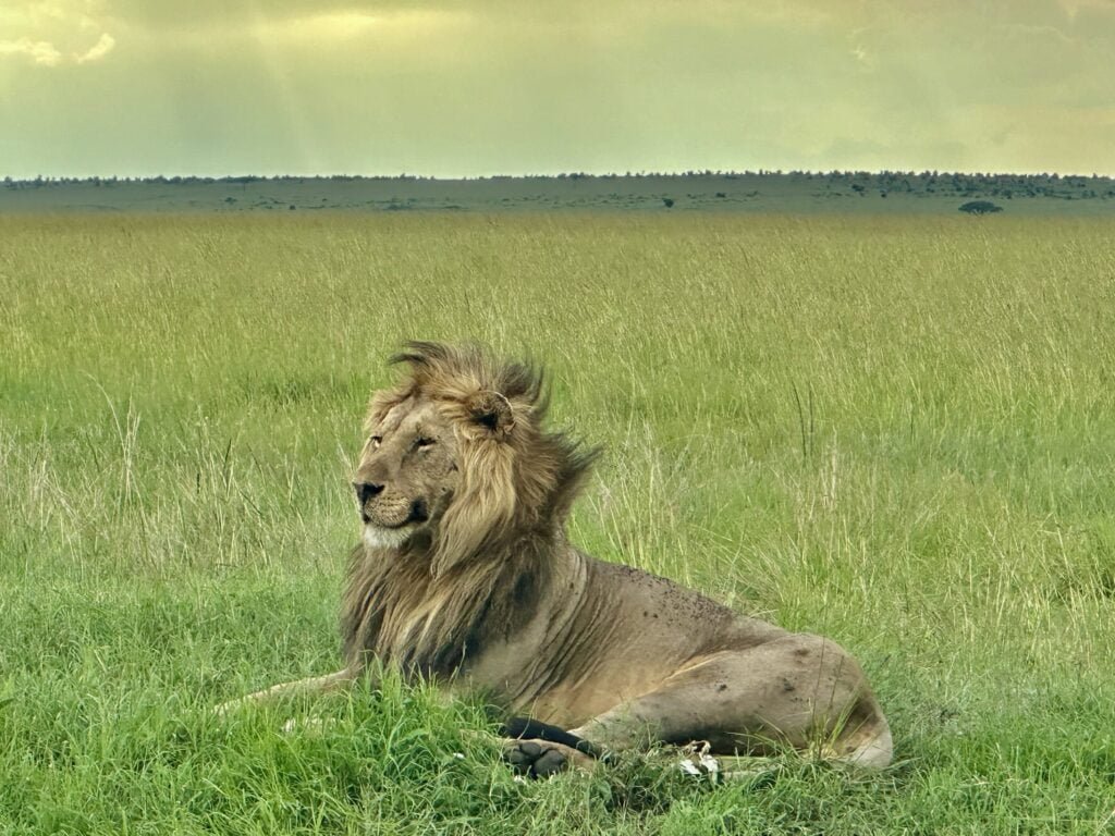 masaimara aslanerkek
