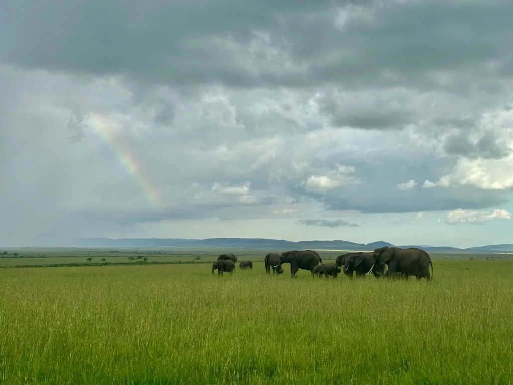 masaimara fil gökkuşağı
