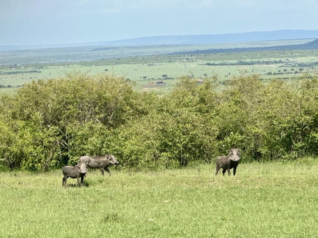 masaimara1