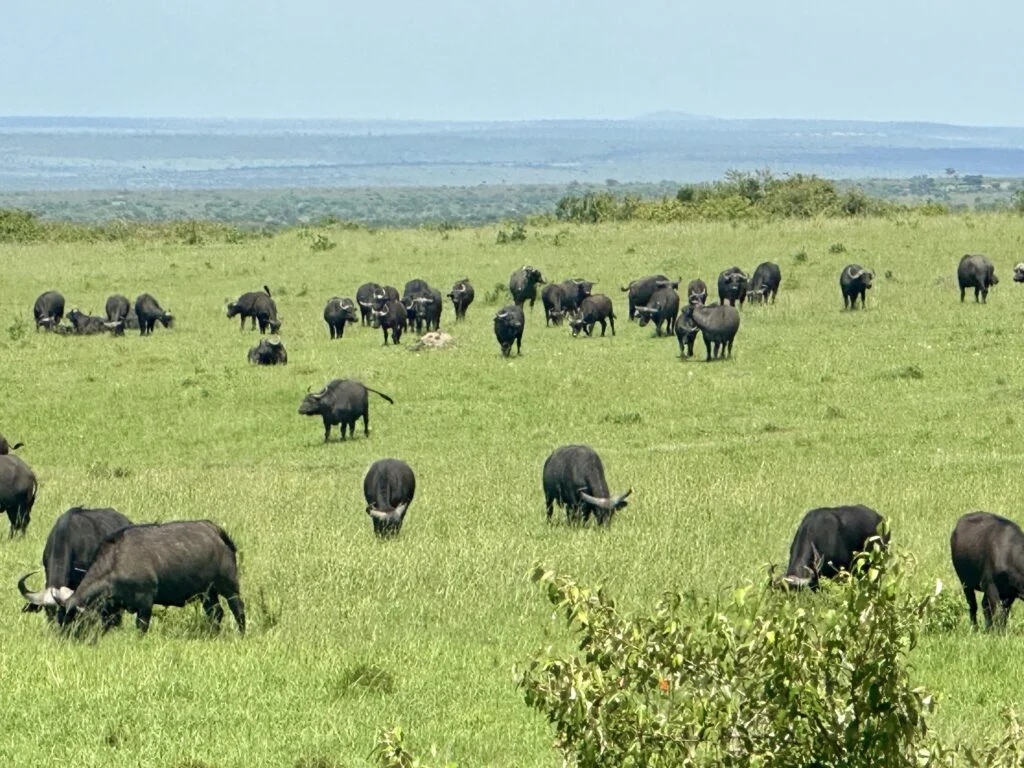 masaimara2