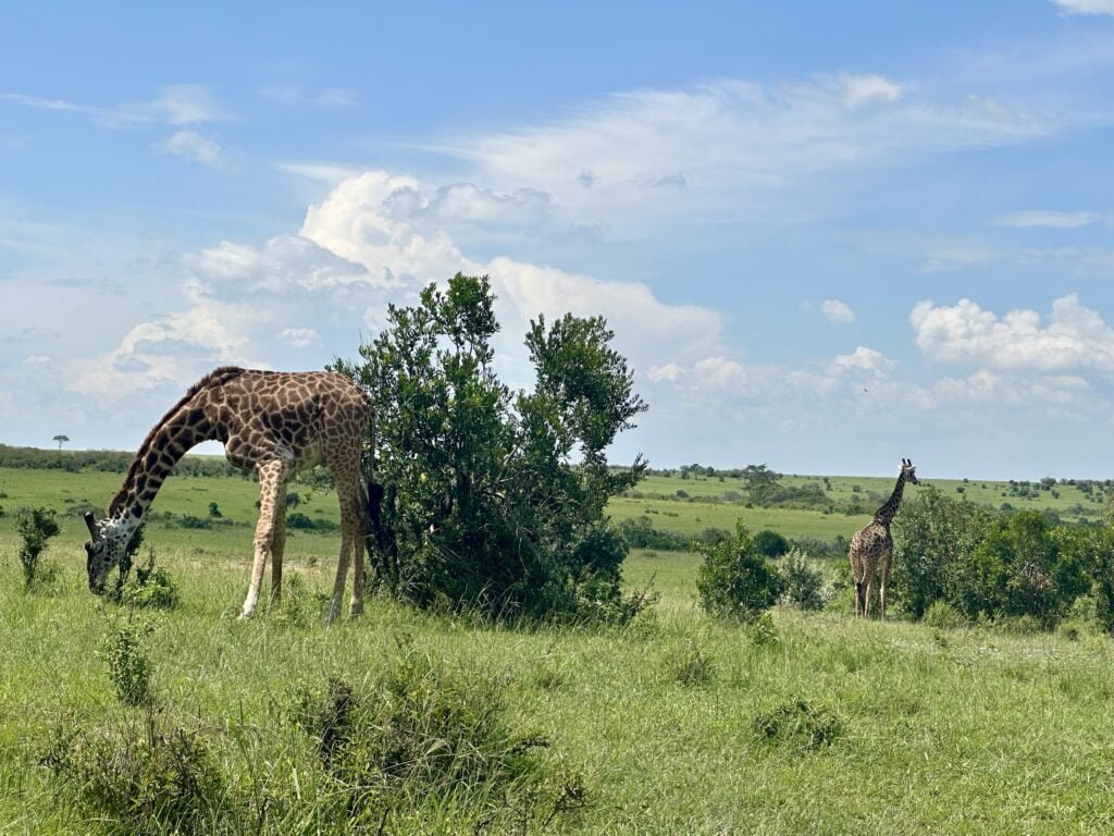 masaimara3