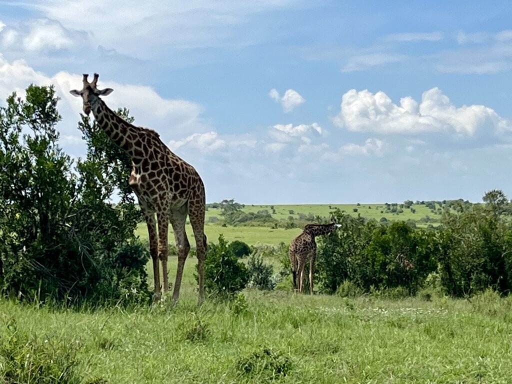 masaimara4