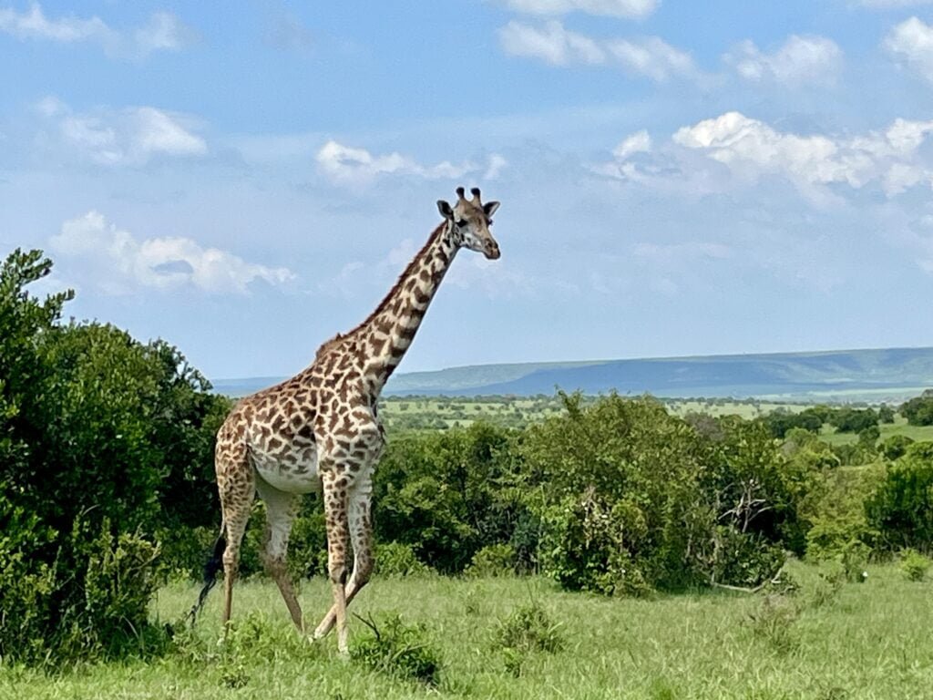masaimara5