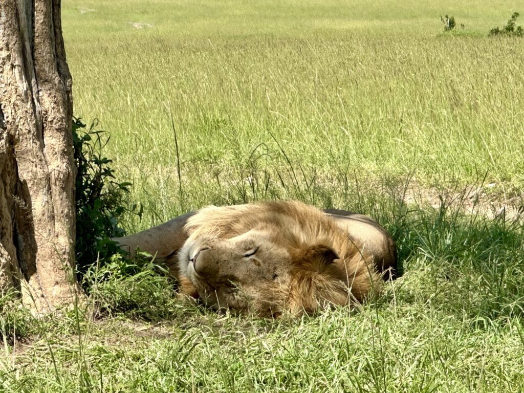 masaimara7