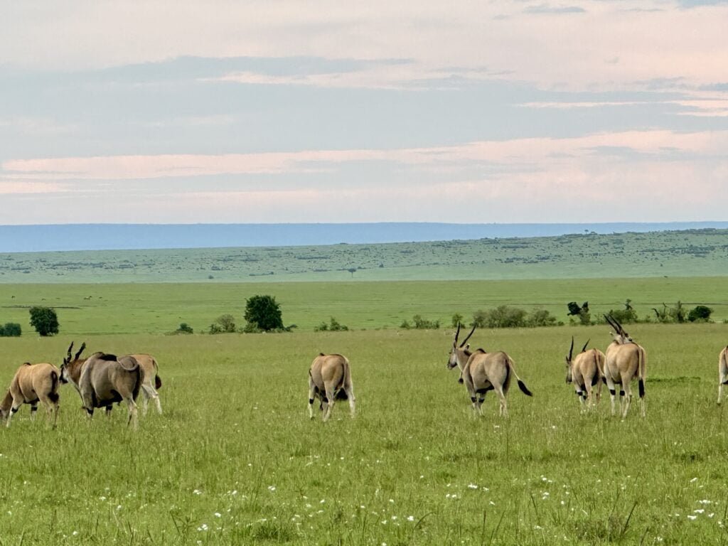 masaimara9