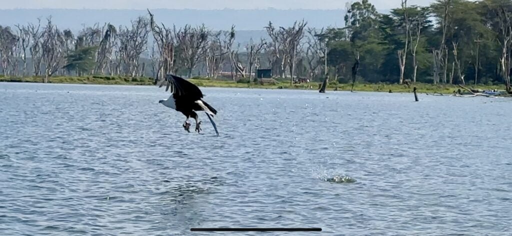 naivasha