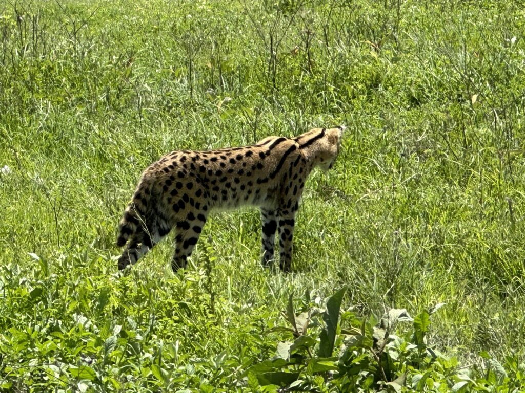 ngorongoro serval