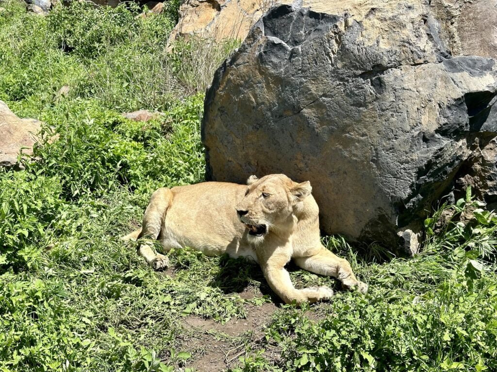 ngorongoro2