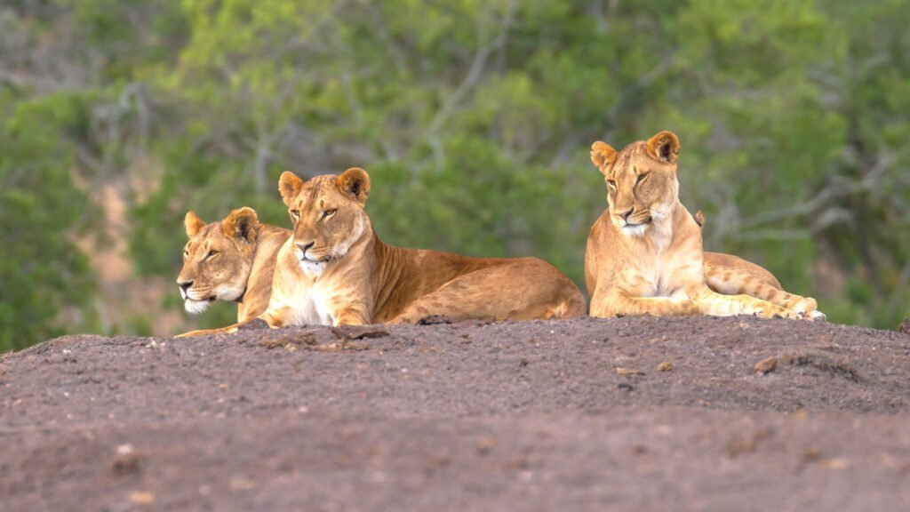 ol_pejeta_conservancy-shutterstock-1376218907