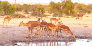ol_pejeta_conservancy-shutterstock-1449724961