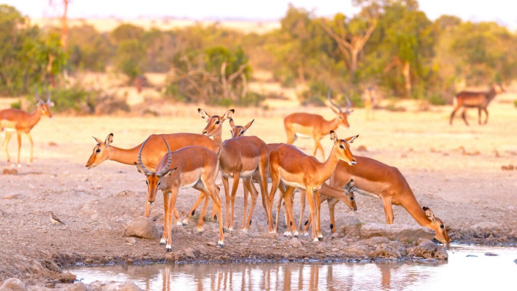ol_pejeta_conservancy-shutterstock-1449724961