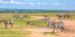 ol_pejeta_conservancy-shutterstock-1467869927