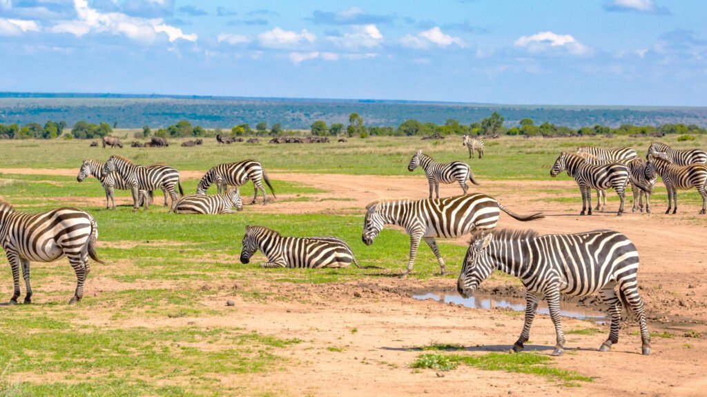 ol_pejeta_conservancy-shutterstock-1467869927