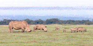 ol_pejeta_conservancy-shutterstock-1685263060