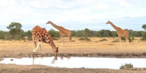 ol_pejeta_conservancy-shutterstock-1958393872