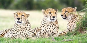 ol_pejeta_conservancy-shutterstock-634789043