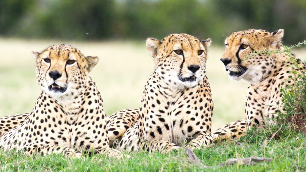 ol_pejeta_conservancy-shutterstock-634789043
