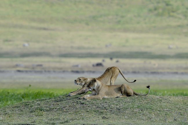 serenangorongoro-100