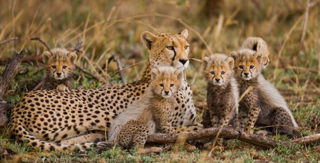 Female cheetah with her cubs. Tanzania. Serengeti National Park.