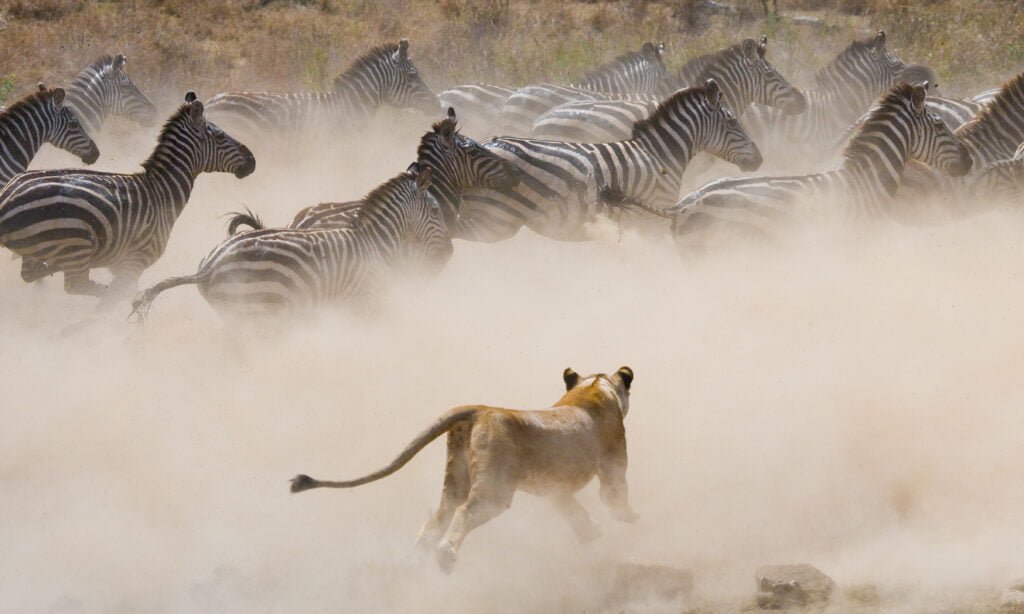 Serengeti