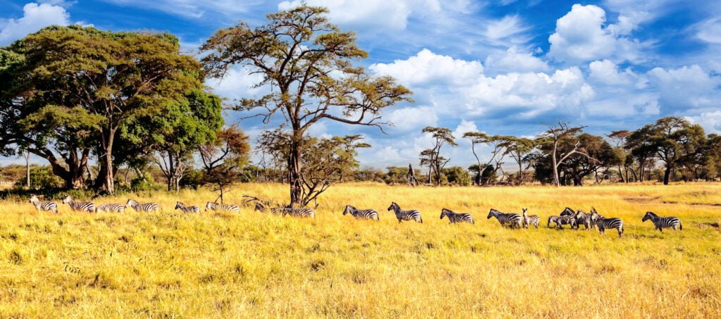 Zebras in Africa