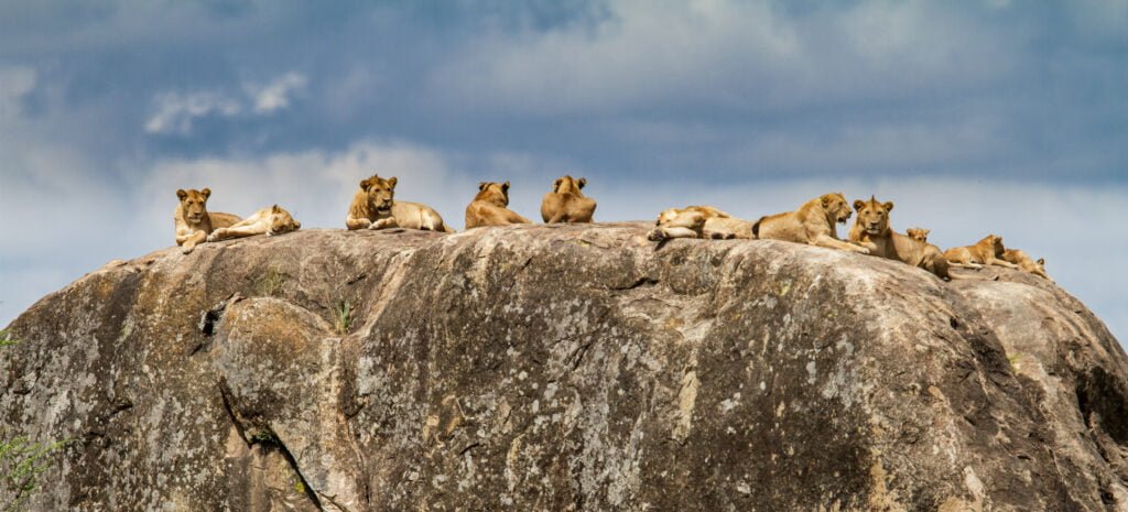 SERENGETİ
